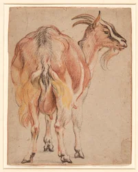 Chèvre