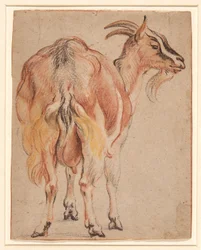 Chèvre, vers 1657