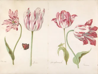 Quatre Tulipes: Boter man Butter Man, Joncker Nobleman, Grote geplumaceerde..., ca. 1635-45