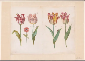 Feuille d