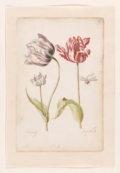 Deux tulipes avec insectes