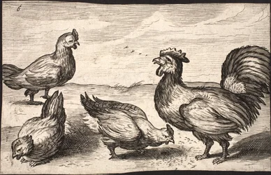 Un coq avec trois poules