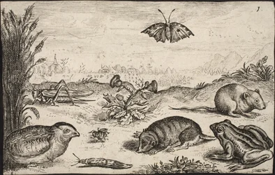 Petits animaux et insectes : sauterelle, papillon, campagnol, perdrix, abeille, escargot, taupe et grenouille