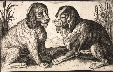 Deux chiens au bord d