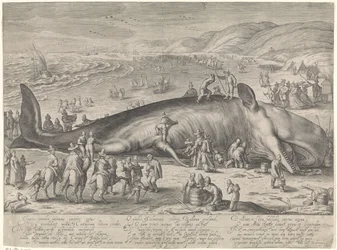 Baleine échouée à Berckhey, 1598