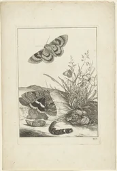 Papillons, chenille et cocon