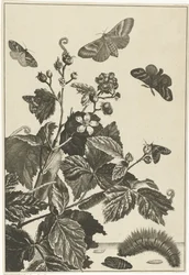 Églantier avec chenilles et papillons