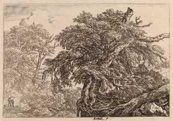 Vieil arbre