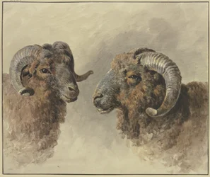 Deux moutons