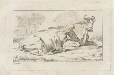 Deux vaches couchées
