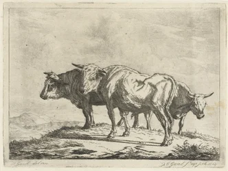 Trois bœufs