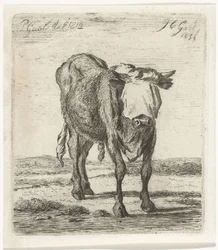 Taureau aveuglé