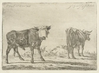 Taureau aveuglé près d