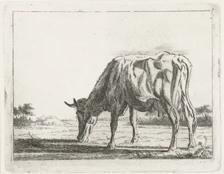 Vache broutant