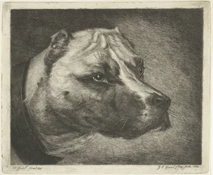 Tête de chien avec collier