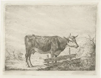 Vache, debout près d