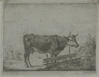 Vache debout près d