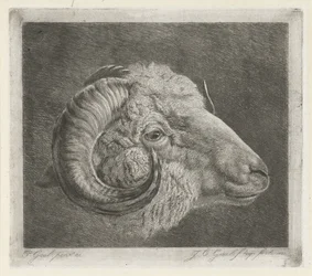 Tête de bélier avec corne courbée vers l