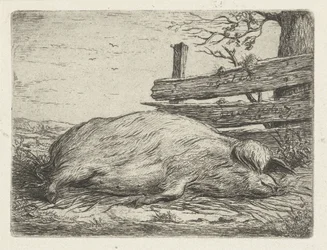 Sanglier couché