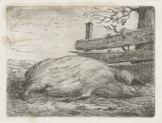 Sanglier couché