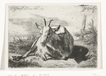 Chèvre couchée, vers la gauche