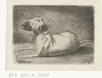 Chien couché avec collier