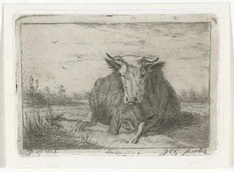 Vache couchée vue de face