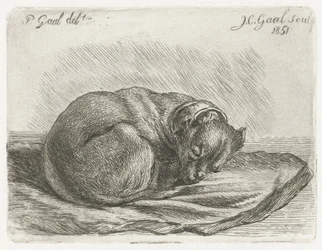 Chien endormi, couché sur une couverture