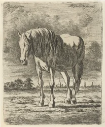 Cheval blanc debout