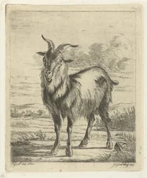 Chèvre debout
