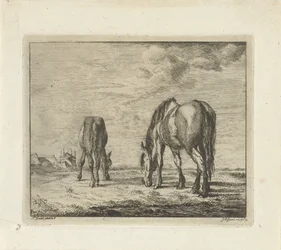 Deux chevaux broutant