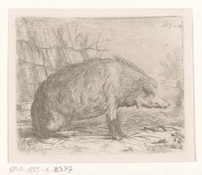 Sanglier assis