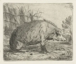 Sanglier assis