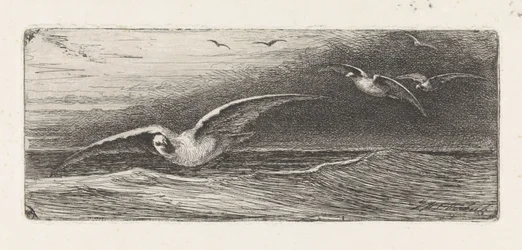 Mouettes