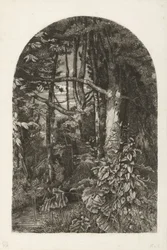 Forêt avec ruisseau