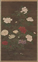 Pivoines