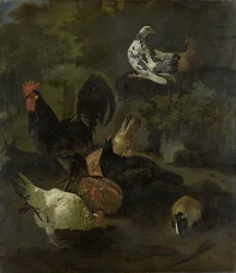 Un coq, des poules, des colombes et une marmotte