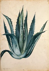 Agave américain par Jacopo Ligozzi