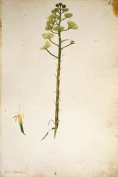 Fleur d