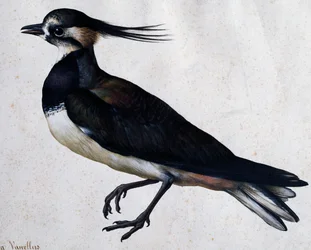 Vanneau huppé (Tringa vanellus) par Jacopo Ligozzi (1547-1627)