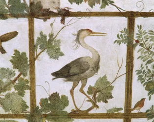 Ibis, d