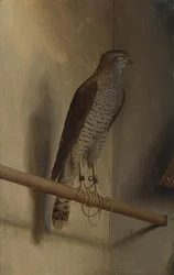 Un épervier. Années 1510