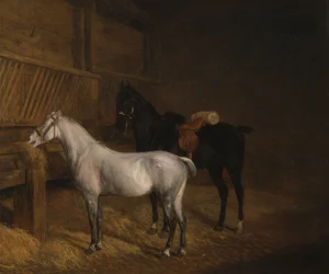 Un poney gris et un cheval de selle noir dans une écurie