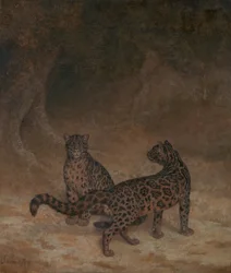 Léopards nébuleux