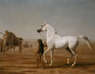 Le Wellesley Grey Arabian conduit à travers le désert