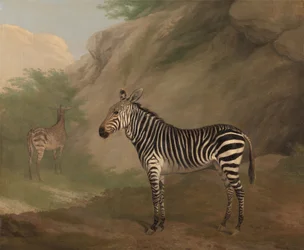 Zèbre