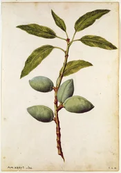 Amande : Amygdalus communis, vers 1568, par J.le Moyne de Morgue (vers 1530-88)