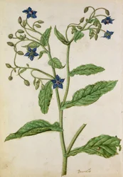 Bourrache : Borago officinalis, vers 1568, par J.le Moyne de Morgue (vers 1530-88)