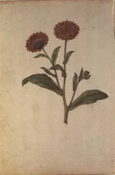 Calendula officinalis