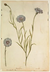 Bleuet : Centaurea cyanus, vers 1568, par J.le Moyne de Morgues (vers 1530-88)